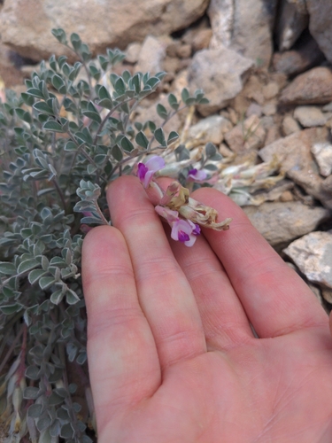 Gunnison milkvetch (Astragalus anisus)