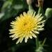 Common Sow-Thistle - Photo (c) ritafoo, all rights reserved, uploaded by ritafoo