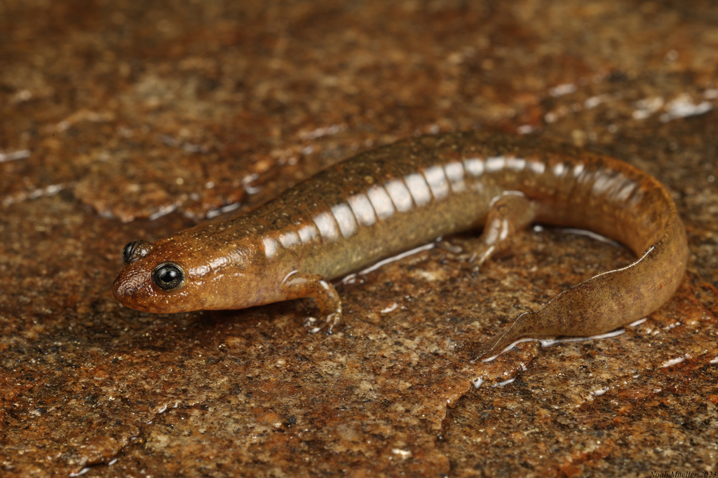 Flat-headed Salamander in May 2023 by captainjack0000 · iNaturalist