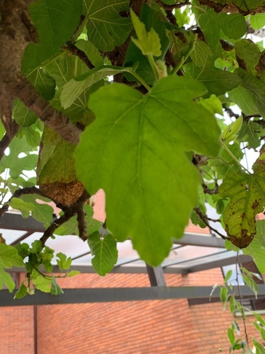 Populus alba image