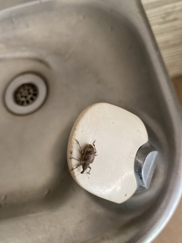 Hypoptus macularis image