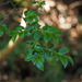 Eurya leptophylla - Photo (c) greenlapwing, כל הזכויות שמורות, הועלה על ידי greenlapwing