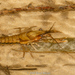 Procambarus natchitochae - Photo (c) Brad Moon, todos los derechos reservados