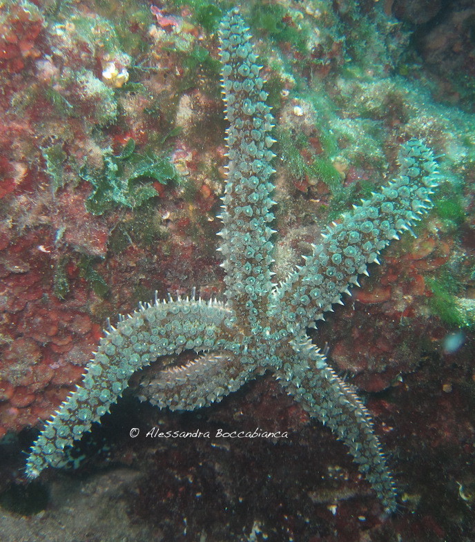 Spiny Starfish
