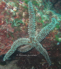 Spiny Starfish