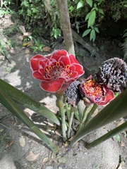 Etlingera elatior image