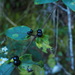 Lonicera apodantha - Photo (c) greenlapwing, all rights reserved, uploaded by greenlapwing