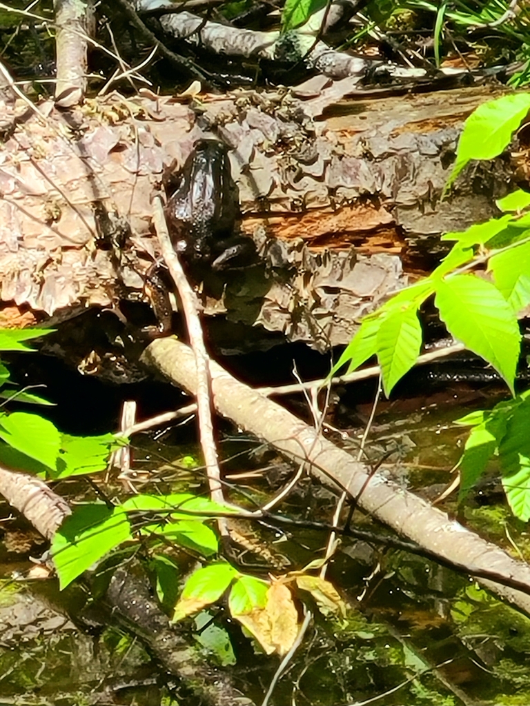 Green Frog from Ledge Road on May 29, 2023 at 0102 PM by Marielle