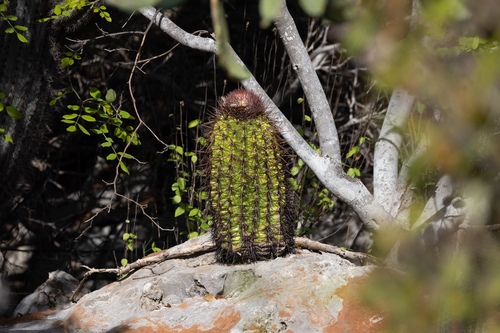 Melocactus caroli-linnaei