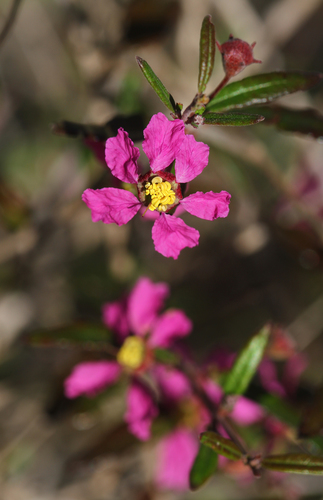 Koehneria madagascariensis