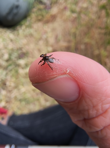 iNaturalist observation photo of Lipoptena