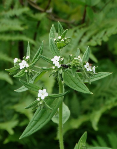 Lithospermum erythrorhizon · iNaturalist