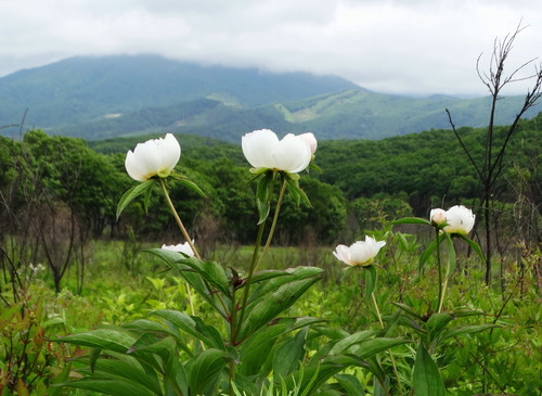 Chinese peony