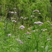 Valeriana fauriei - Photo (c) snv2, all rights reserved, uploaded by snv2