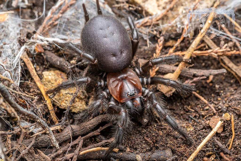 Sydney funnel-web spider - Wikipedia