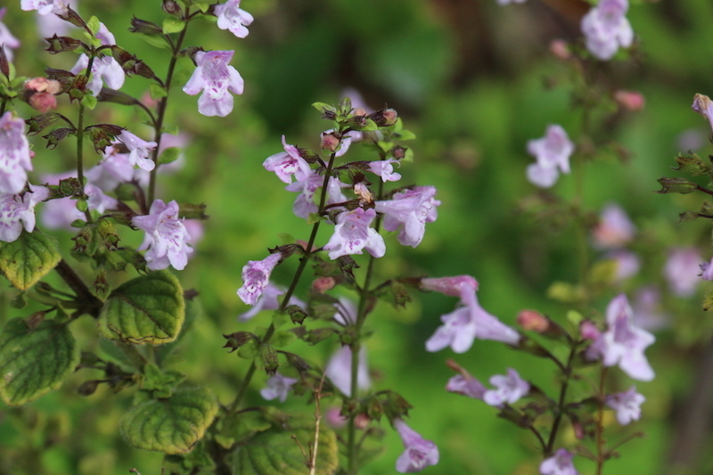 Clinopodium nepeta — a medium houseplant, prefers full sun light