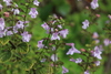Lesser Calamint - Photo (c) mjcorreia, all rights reserved, uploaded by mjcorreia