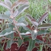 Psidium grandifolium - Photo (c) Laurent Quéno, all rights reserved, uploaded by Laurent Quéno