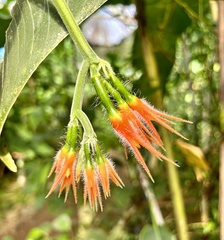 Gurania makoyana image