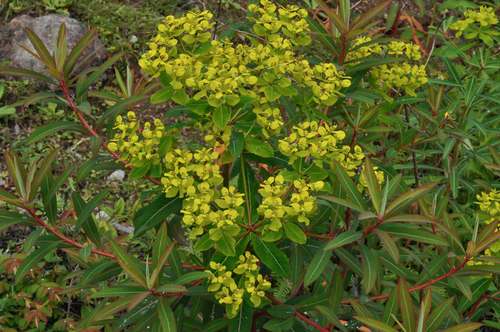 Euphorbia sikkimensis