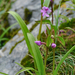 Ponerorchis chusua - Photo (c) Harry Jans, all rights reserved, uploaded by Harry Jans