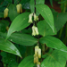 Polygonatum singalilense - Photo (c) Harry Jans, all rights reserved, uploaded by Harry Jans