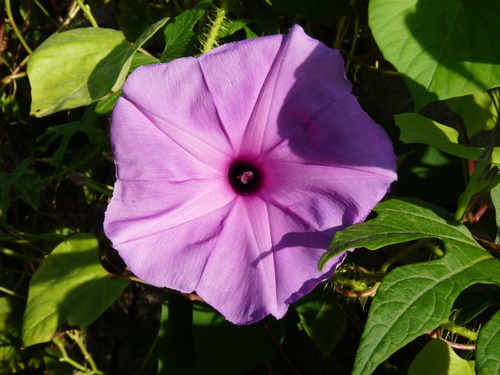 Subspecies Ipomoea setosa setosa · iNaturalist