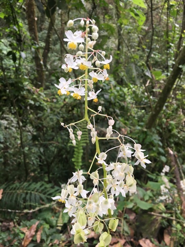 Begonia uruapensis
