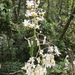 Begonia uruapensis - Photo 由 León Alexei Pizano Rodríguez 所上傳的 (c) León Alexei Pizano Rodríguez，保留所有權利
