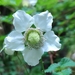 Rubus amabilis - Photo 由 九天 所上傳的 (c) 九天，保留所有權利