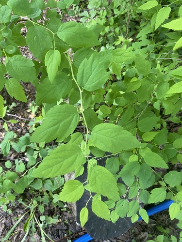Наблюдение на iNaturalist