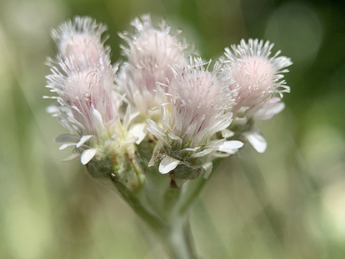 Antennaria