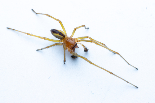 Two-Clawed Hunting Spider