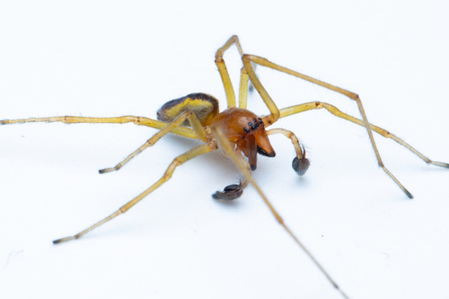 Two-Clawed Hunting Spider
