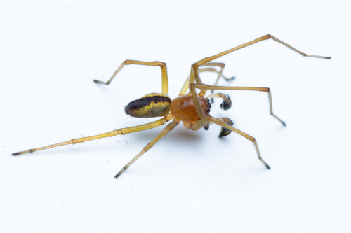 Two-Clawed Hunting Spider