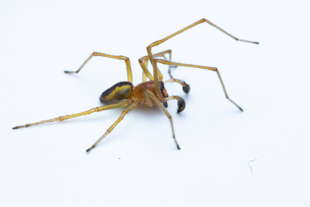 Cheiracanthium erraticum from 3300 Frederiksværk, Danmark on May 27