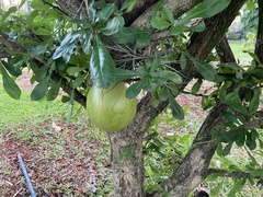 Crescentia cujete image