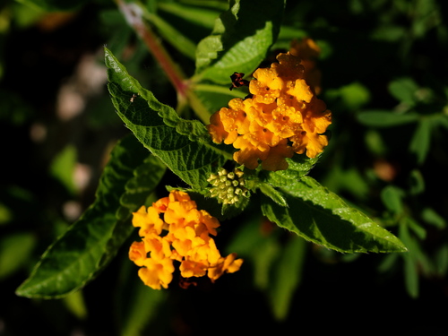 Variedad Lantana depressa depressa · NaturaLista Mexico