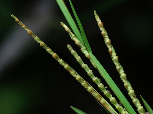 wrinkled jointtail grass (Coelorachis rugosa)