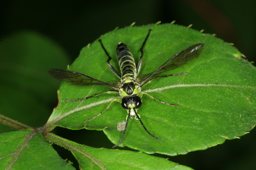 Common Green-Tenthredo