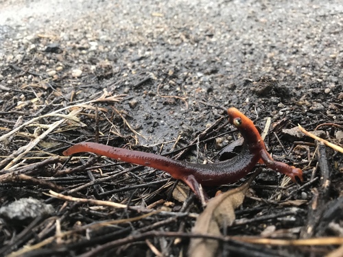 iNaturalist observation photo of Sierra Newt