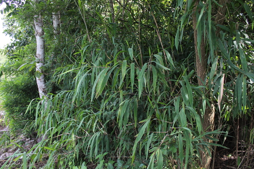 Otatea fimbriata