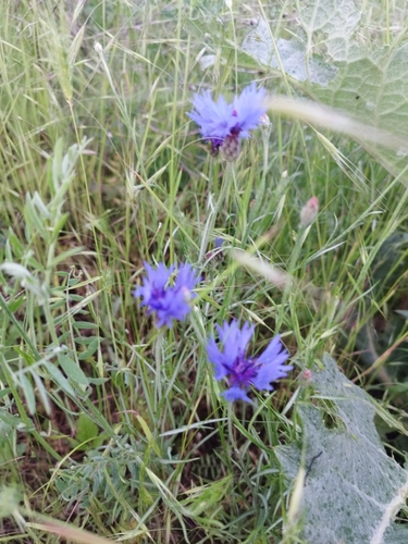 Cornflower
