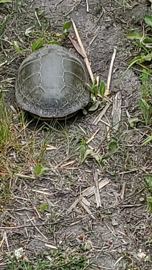 Painted Turtle from Elgin, IL 60120, USA on May 30, 2023 at 11:32 AM by ...