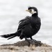 New Zealand Little Pied Cormorant - Photo (c) gus320, all rights reserved, uploaded by gus320