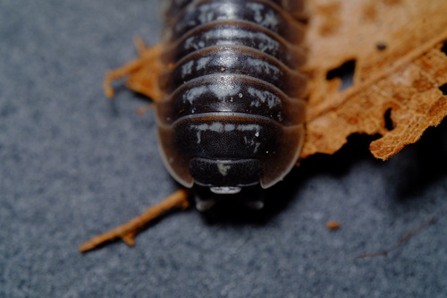 Armadillidium baldense