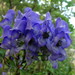 Aconitum taigicola - Photo (c) snv2, all rights reserved, uploaded by snv2