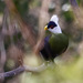 White-crested Turaco - Photo (c) Fanis Theofanopoulos (ASalafa Deri), all rights reserved, uploaded by Fanis Theofanopoulos (ASalafa Deri)