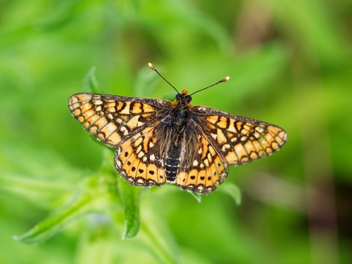 Marsh Fritillary