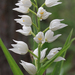 Narrow-leaved Helleborine - Photo (c) Wild Chroma, all rights reserved